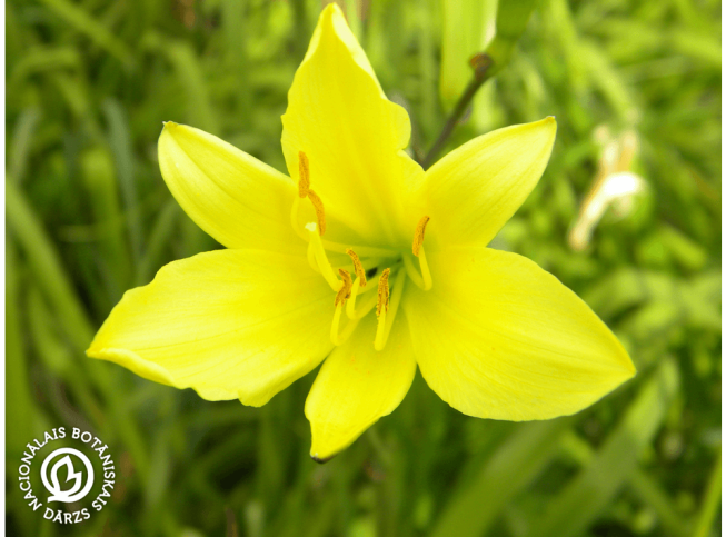 Hemerocallis citrina